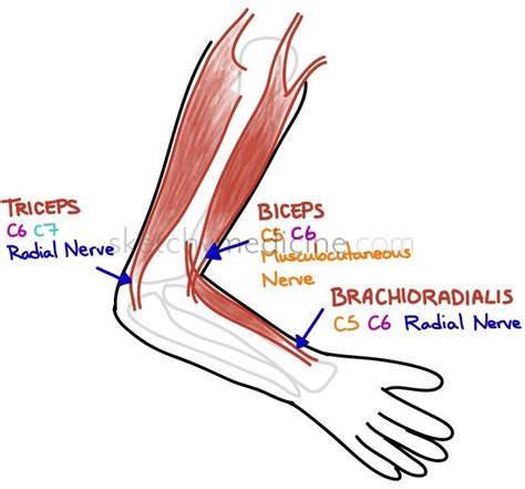 Find that lesion! (deep tendon reflexes of the arm) site has great pics ...