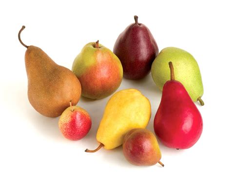 Double Pear Twist Tree - 2 varieties of pears growing on 1 tree! (2 ye ...