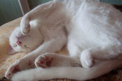 Funny sleeping - Cats Photo (33392105) - Fanpop