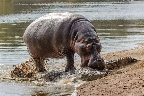 Hippo vs crocodile: Dramatic snaps show protective beast attacking ...