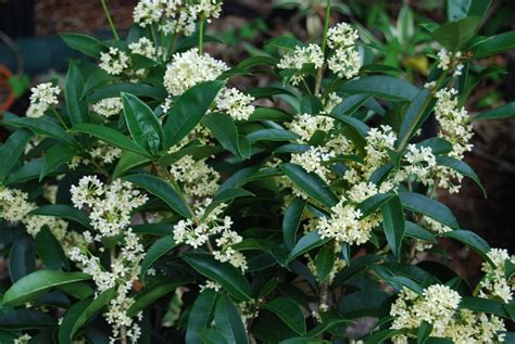 Osmanthus fragrans 'Fodingzhu' | Osmanthus fragrans, Plants, Planting ...