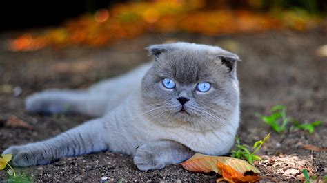 A beautiful white Scottish Fold cat with blue eyes