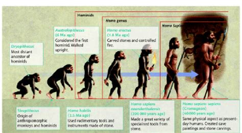 Homo Habilis Evolution