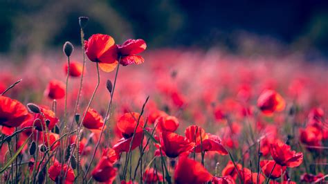 Download Depth Of Field Nature Summer Red Flower Flower Poppy 4k Ultra ...