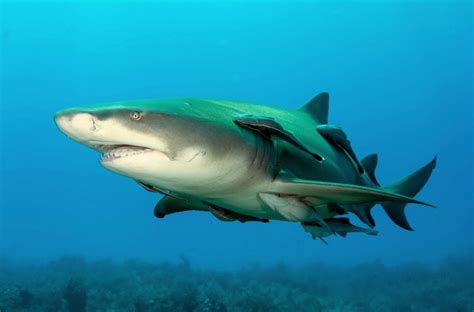 5 incredible facts about sharks - from bioluminescence to asexual ...