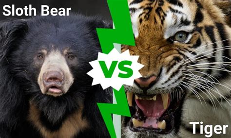 Sloth Bear vs Tiger: Who Would Win in a Fight? - IMP WORLD