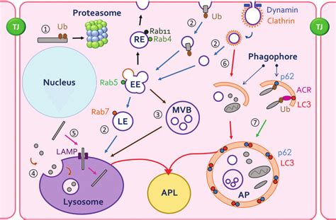 Proteasome Vs Lysosome - Firdausm Drus