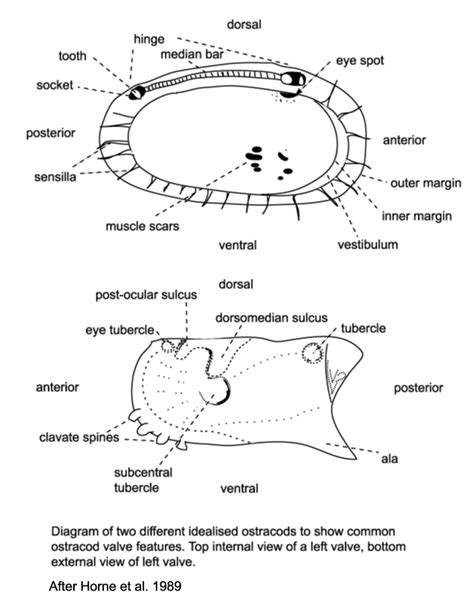 Ostracods