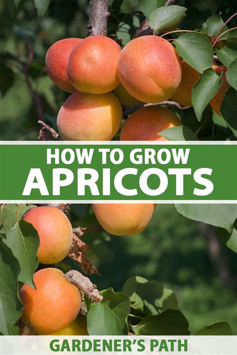 How to Grow and Care for Apricot Trees | Gardener’s Path