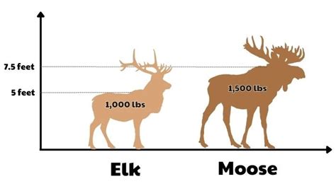 Elk Vs Moose: What’s The Difference?