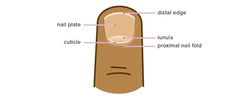 Cuticle: What Is It, Care, Removal, Signs of Infection, and More