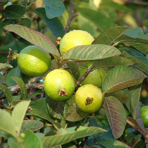 Guava Tree White Variety