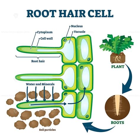 Osmosis In Root Hair Cells