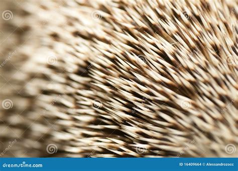 Spines Of A Hedgehog Stock Images - Image: 16409664