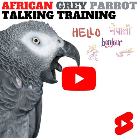 African grey parrot talking training - African Grey Parrot | African ...