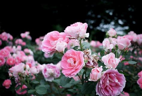 Gardening with October Roses - Planters Place