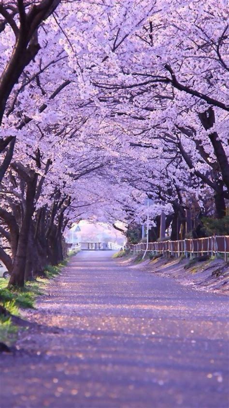 Cherry Blossom Tree Wallpaper (60+ images)