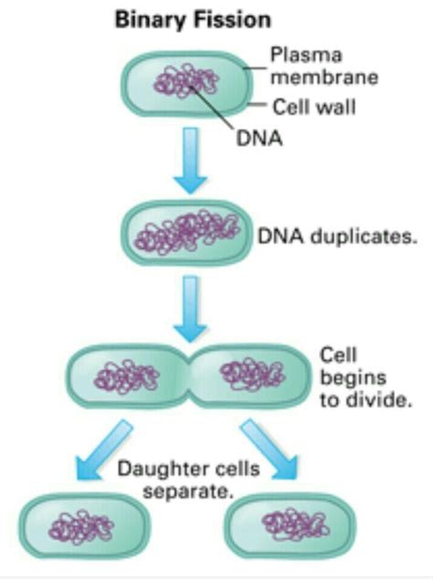 explain the process of binary fission with diagram - Brainly.in