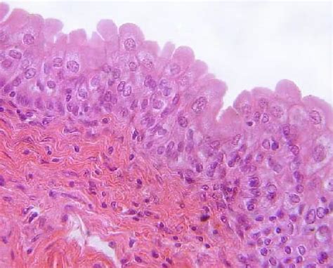 Transitional Epithelium - Definition and Function | Biology Dictionary