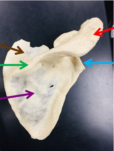 Pectoral (Shoulder) Girdle Diagram | Quizlet