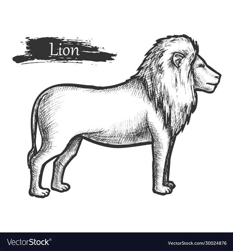 Lion sketch zoo and african jungle wild animal Vector Image