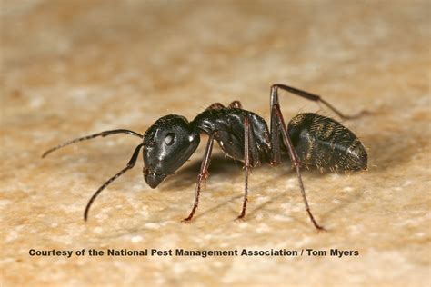 Information on Ants in houses: The Three Most Common Types of Ants ...