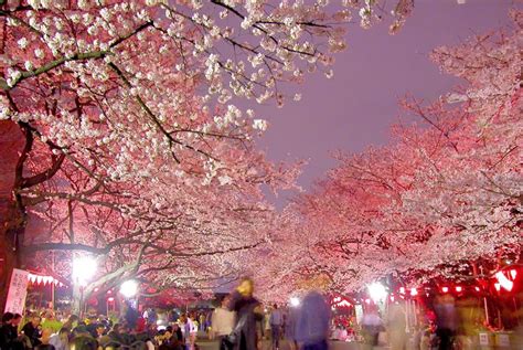 5 Best Places to See Night Cherry Blossoms in Tokyo - Japan Web Magazine