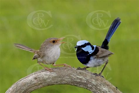 Blue Wren male and female | Bird pictures, Birds drawings, Bird photography