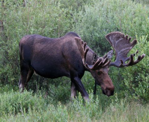 Moose in Grand Lake | Grand lake, Lake, Animals