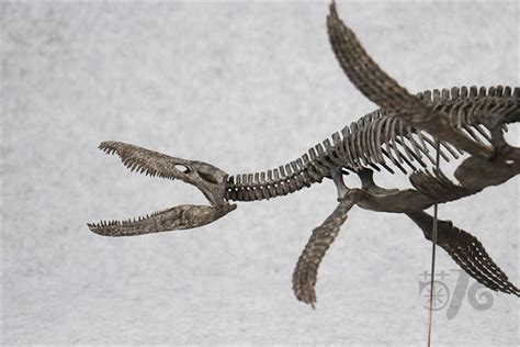 1/20 Pliosaurus Skeleton Model – Lana Time Shop