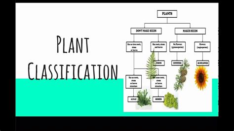 Lesson 3 Plant Classification - YouTube