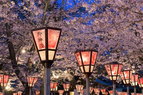 Khám phá Kyoto những địa điểm ngắm hoa anh đào đẹp ở kyoto trong mùa ...