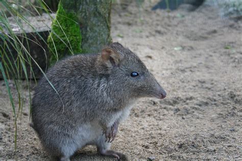 Long-nosed potoroos - Newquay Zoo