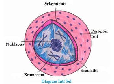 Fungsi Nukleus Pengertian Gambar Membran Bagian Dan Macamnya - Riset