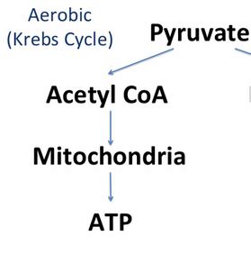 End Products and Results - Krebs cycle