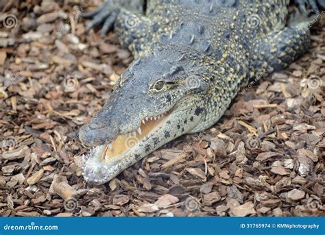 Cuban crocodile stock photo. Image of beast, trpical - 31765974