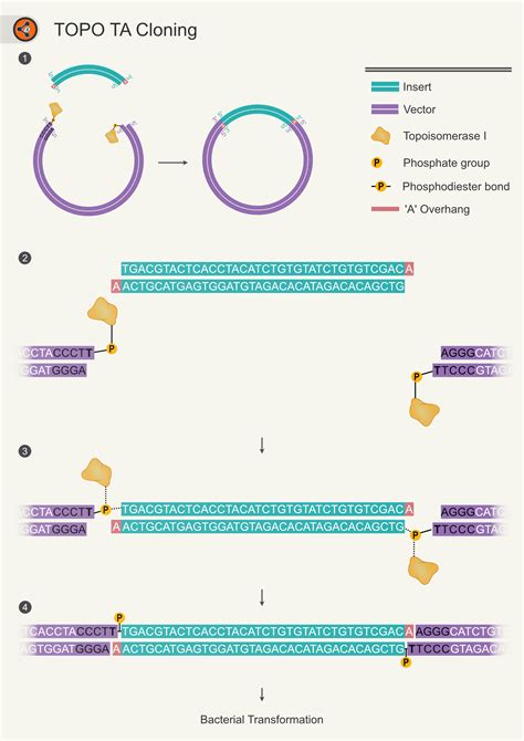 TOPO TA Cloning - Sharebiology