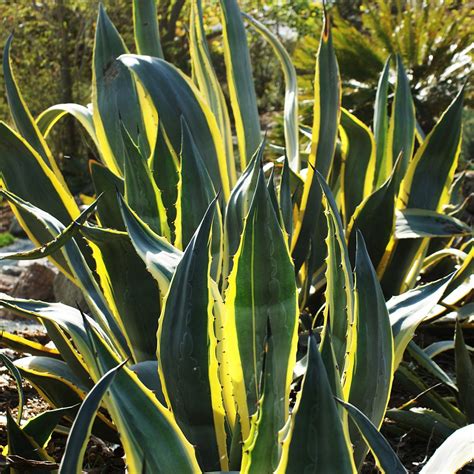 Agave americana 'Variegata' - Urban Jungle Plant Nursery