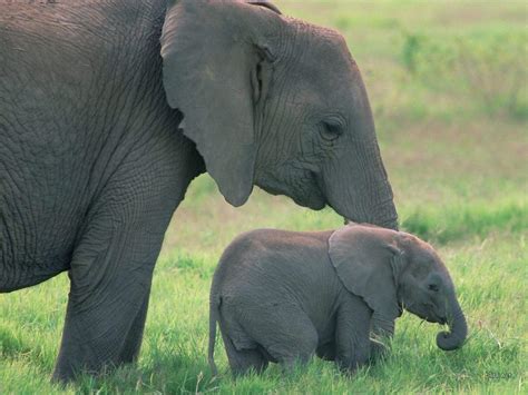 Baby Elephant Wallpapers - Wallpaper Cave