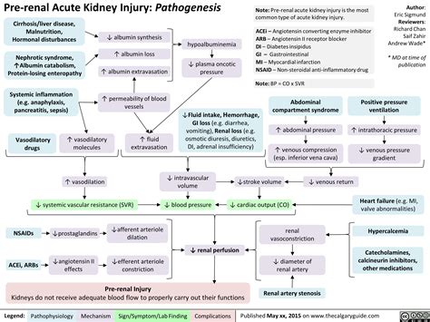 Pre-Renal Acute Kidney Injury: Pathogenesis | Calgary Guide