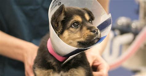 Animal Humane Society Veterinary Centers | Animal Humane Society