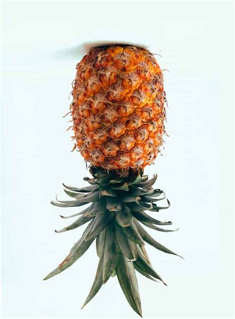 Upside Down Pineapple | A Symbol For Swingers In The Colonies