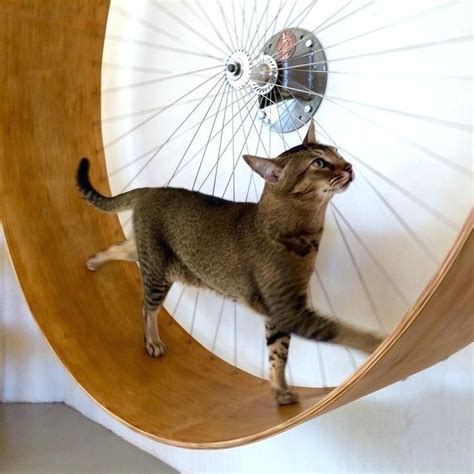 cat climbing wall best cat climbing wall ideas on cat wall shelves cat ...