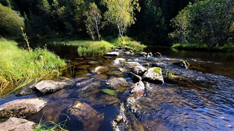 Relaxing nature sound of a stream in the forest