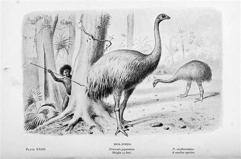 Extinct moa rewrites New Zealand's history