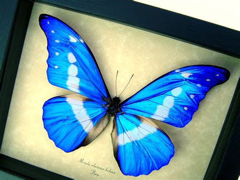 Morpho rhetenor helena - Framed Morpho Butterfly