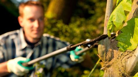 Winter Tree Pruning – Love Your Landscape | Bogan Tree Service