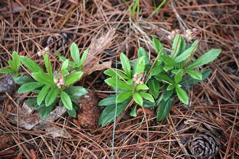 The Cabin Countess : Prince's Pine, A New Plant For Me