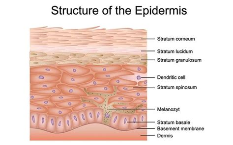 Understanding The Different Layers Of Skin | Epidermis, Skin anatomy ...