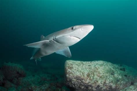 Spiny Dogfish - A-Z Animals